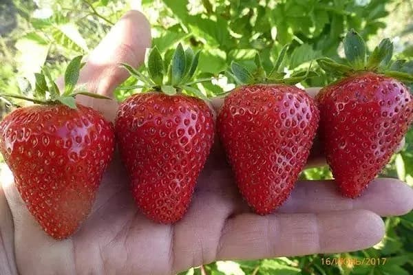 Клубника Априка — крупные ягоды на ладони