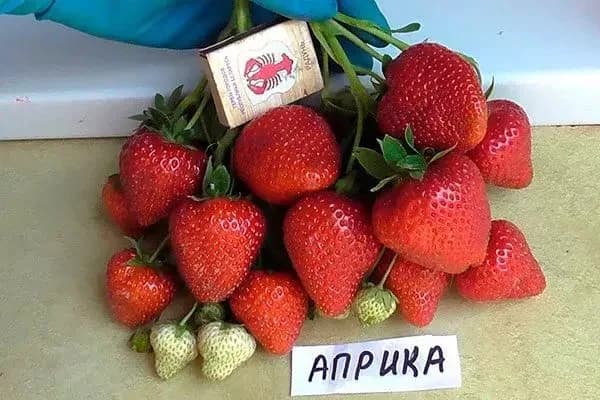 Клубника Априка — урожай
