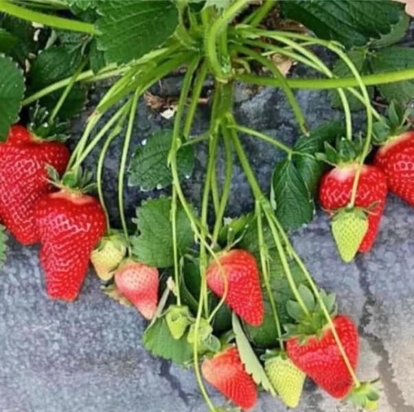 Клубника Джуси — крупные ягоды на кусте