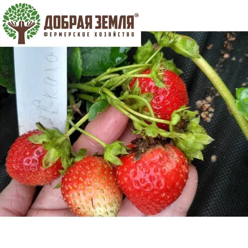 Клубника Скала на кусте, ФХ «Добрая земля»