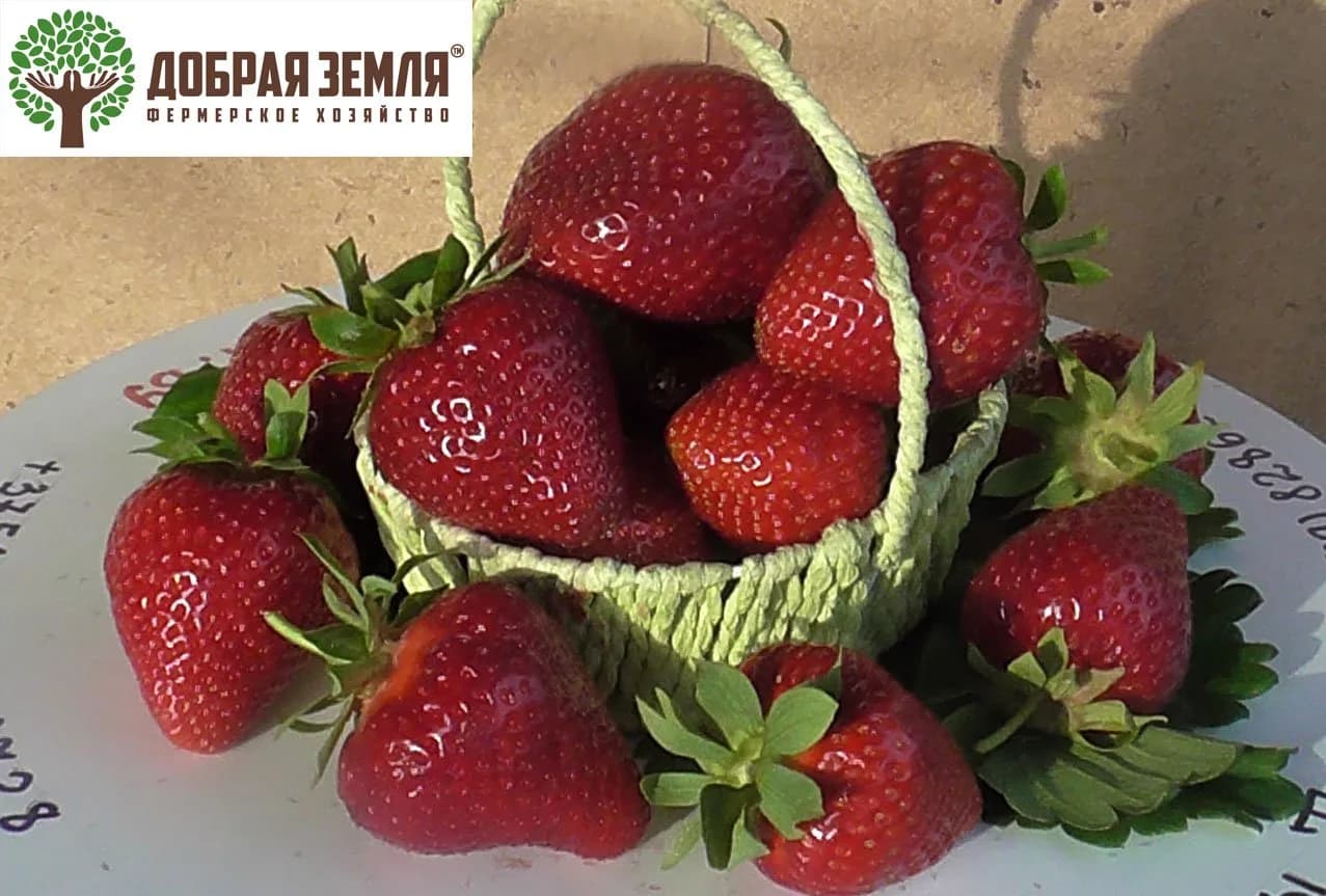 Клубника Скала в корзинке, ФХ «Добрая земля»